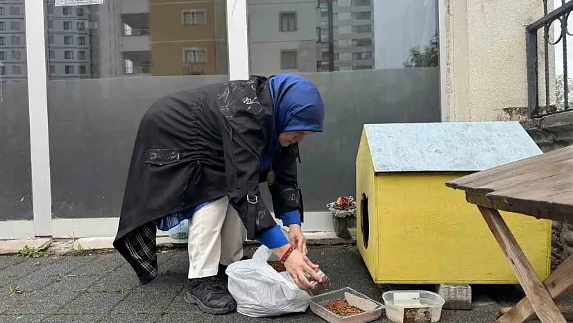 Şehir merkezine inen tilki kimseye aldırış etmeden karnını doyurdu