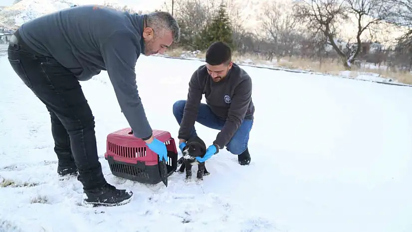 Sevimli Dost ambulansı, binlerce sokak hayvanının yardımına koştu