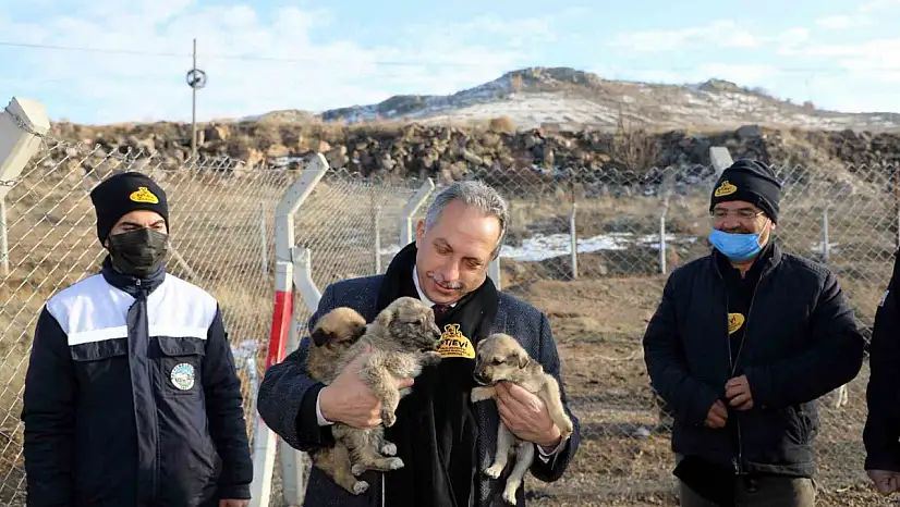 Türkiye'ye örnek 'Pati Evi' Talas'ta