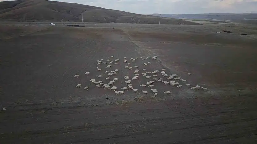 Başkan Büyükkılıç'ın projesi ile kırsalda koyun sayısı arttı, meralar canlandı