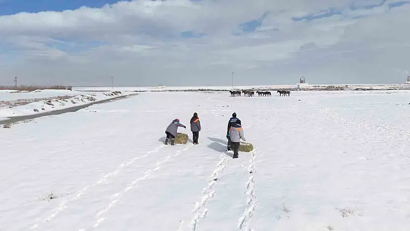 Büyükşehirden 'dilsiz dostlara' merhamet eli: Soğuk günlerde sıcak bir dokunuş