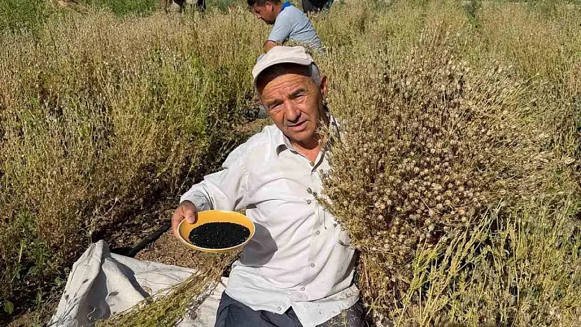 Develi'de çörek otu hasadına başlandı