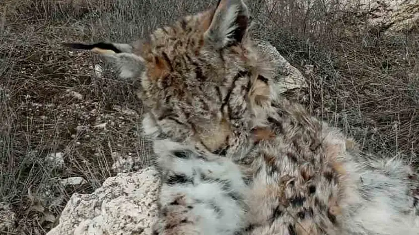 Doğada nadir görülen vaşak ölü bulundu
