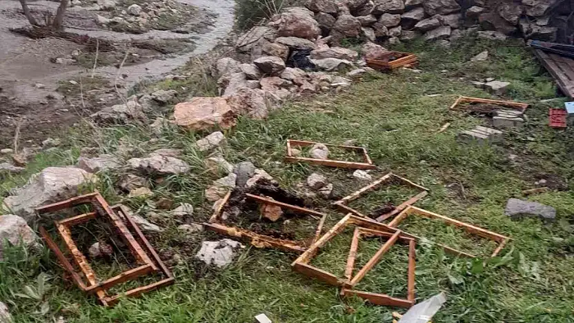 Kayseri'de ayılar arı kovanlarına saldırdı