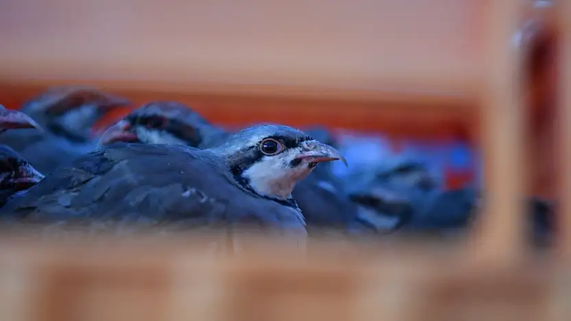 Kayseri'de doğaya keklik salımı yapıldı