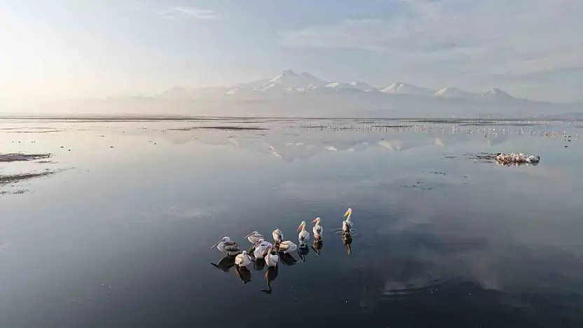Kayseri'nin ilk pelikanları geldi