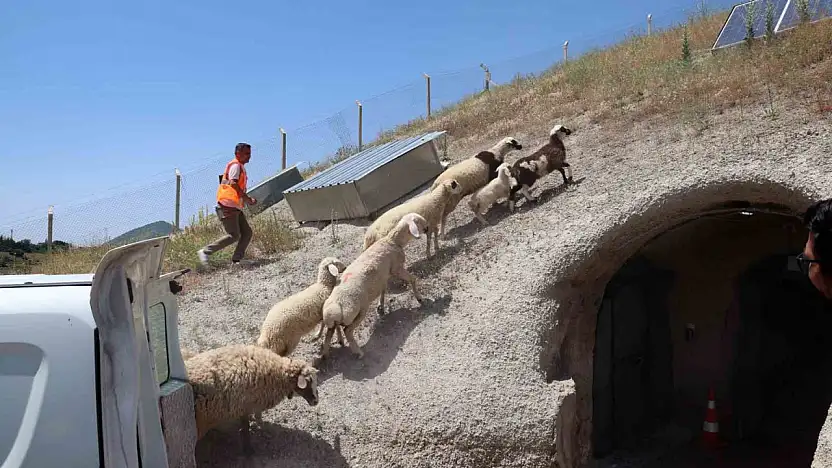Kurban Bayramı'nda kaçan hayvanları, belediye sahibine teslim etti