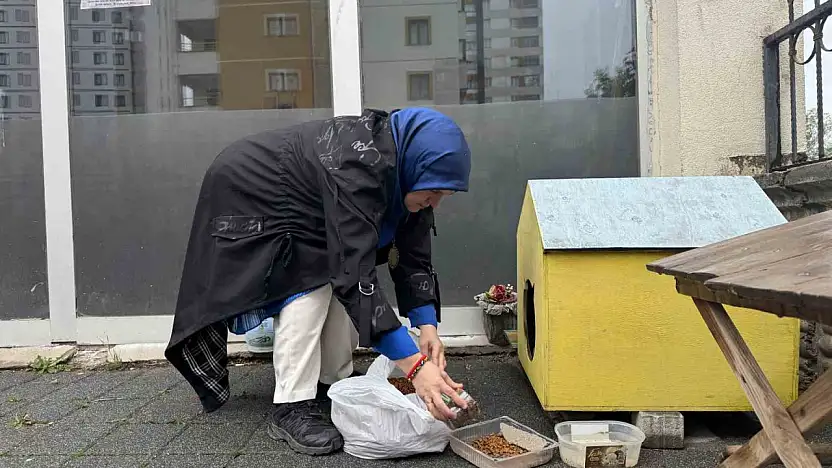 Şehir merkezine inen tilki kimseye aldırış etmeden karnını doyurdu