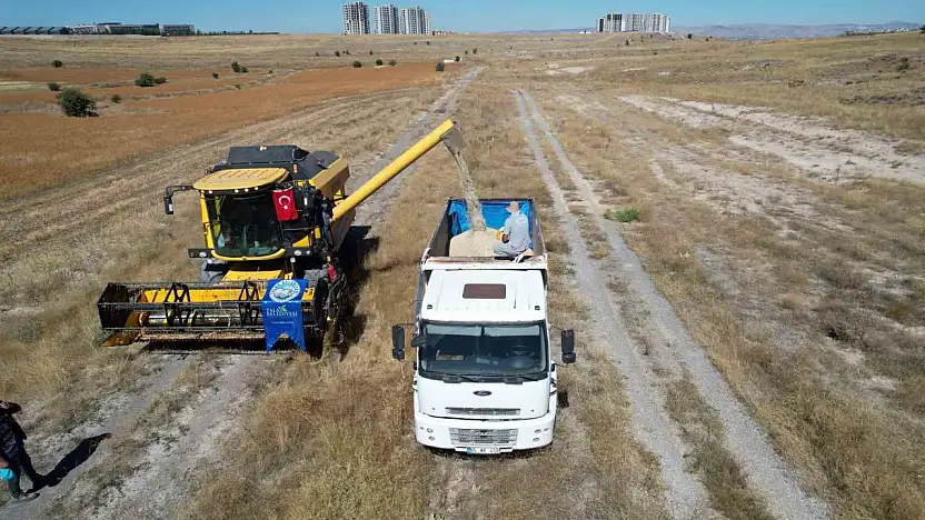 Talas'ta 300 dekarda aspir hasadı