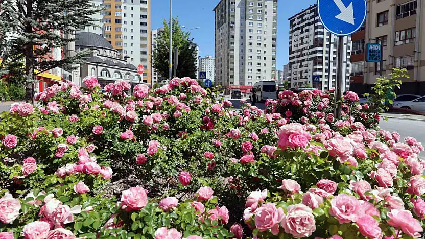 Talas'ta çiçek yılında sahne güllerin