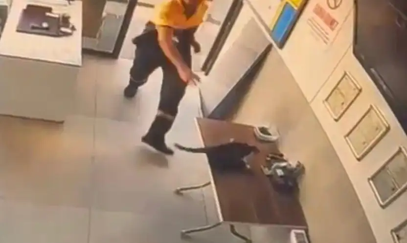 Akaryakıt istasyonunda kedinin saldırdığı kargayı görevli kurtardı