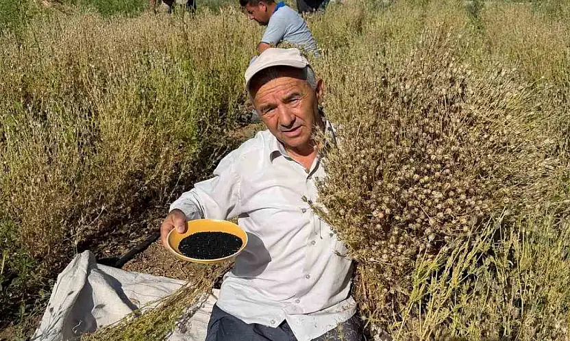Develi'de çörek otu hasadına başlandı
