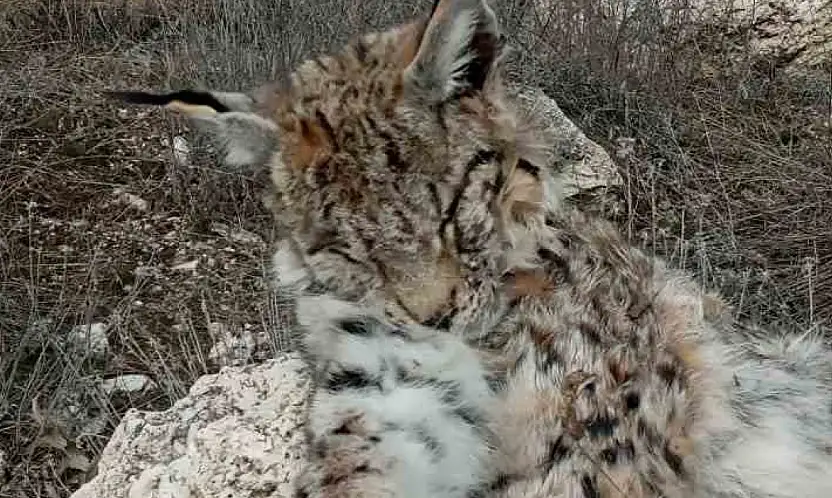 Doğada nadir görülen vaşak ölü bulundu
