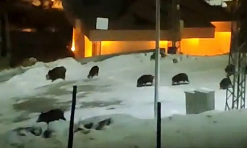 İlçe merkezine inen domuz sürüsü kamerada