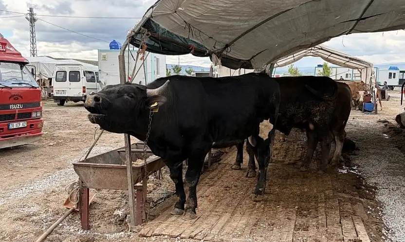Kayseri'de 53 bin 284 adet kurban kesildi