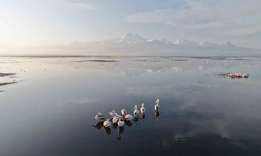 Kayseri'nin ilk pelikanları geldi