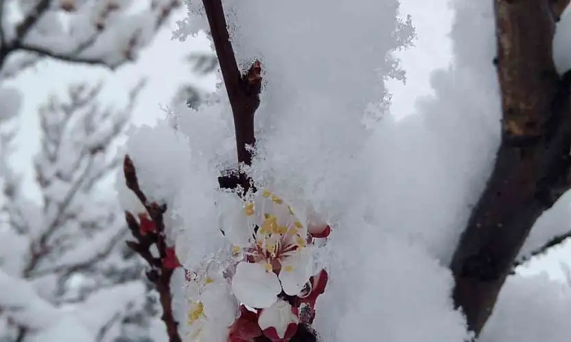 Nisan karı mahalleyi beyaza bürüdü