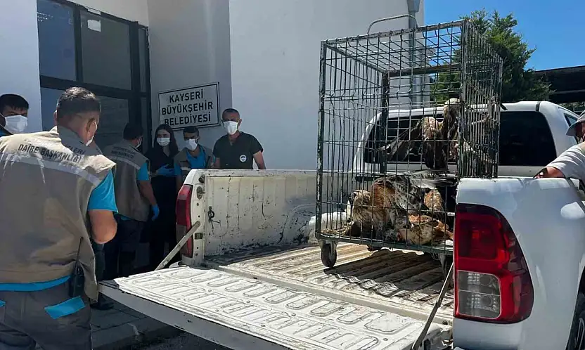 Rehabilitasyonu tamamlanan 35 yaban kuşu doğayla buluşturuldu