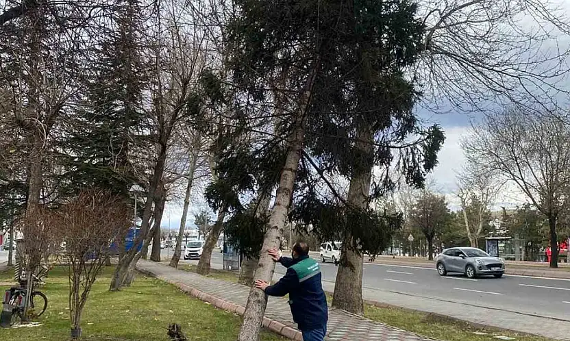 Rüzgardan devrilen ağaçlar temizleniyor