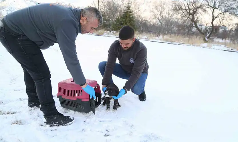 Sevimli Dost ambulansı, binlerce sokak hayvanının yardımına koştu