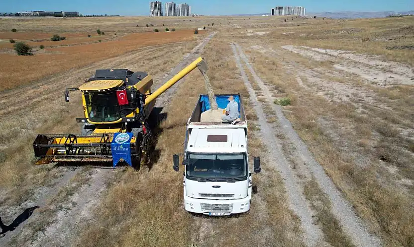 Talas'ta 300 dekarda aspir hasadı