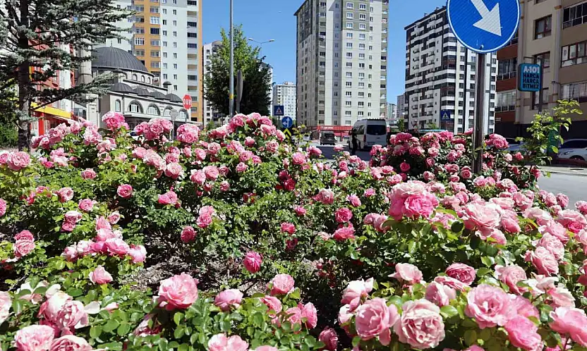 Talas'ta çiçek yılında sahne güllerin