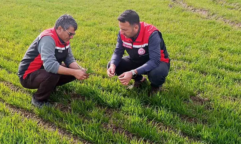 Tomarza'da zirai don uyarısı sonrası saha kontrolleri devam ediyor