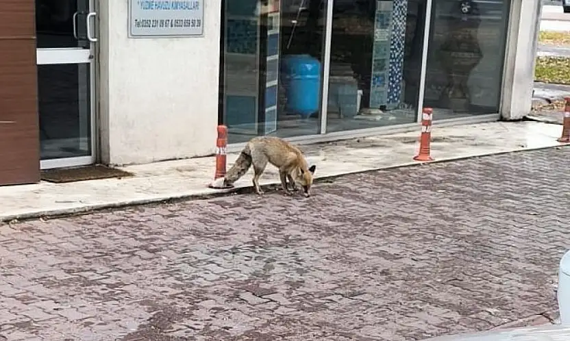 Yiyecek arayan tilki sokağa indi